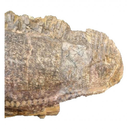 edmontosaurus annectens jaw