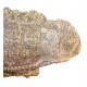 edmontosaurus annectens jaw