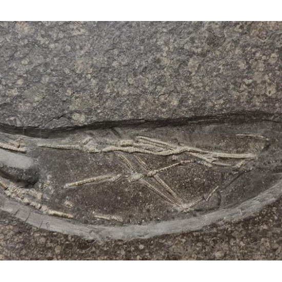 Seirocrinus subangularis