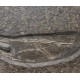 Seirocrinus subangularis