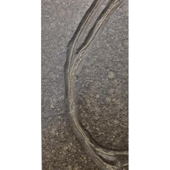 Seirocrinus subangularis