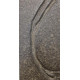 Seirocrinus subangularis