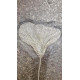 Seirocrinus subangularis