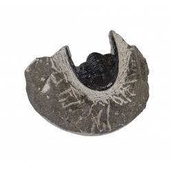 diademaproetus praecursor