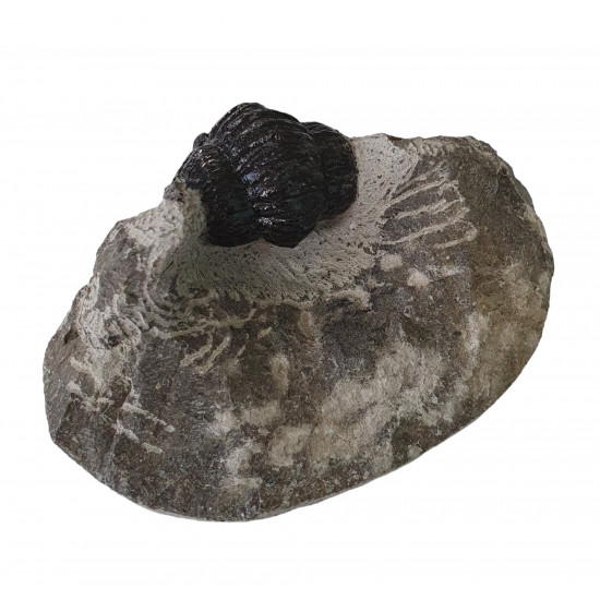 diademaproetus praecursor