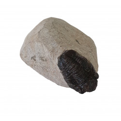 Gerastos marocensis