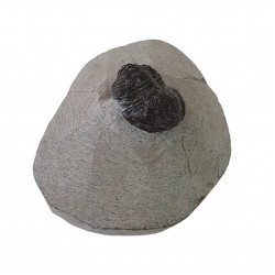 Gerastos marocensis