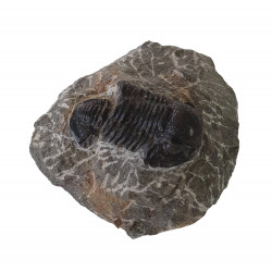 Gerastos marocensis