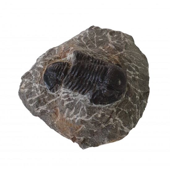 Gerastos marocensis