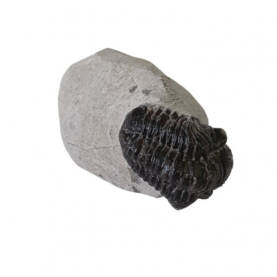Gerastos marocensis