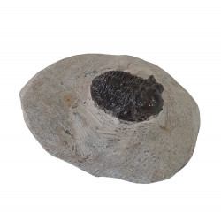 Gerastos marocensis