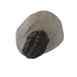 Gerastos marocensis