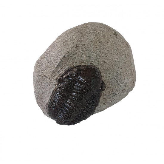 Gerastos marocensis