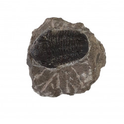 Gerastos marocensis