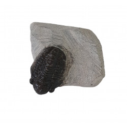 Gerastos marocensis