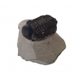 barandeops granulops