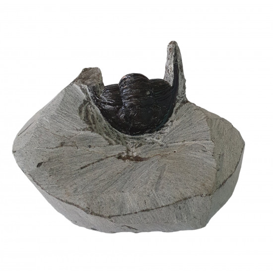 diademaproetus praecursor