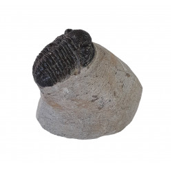 Gerastos marocensis