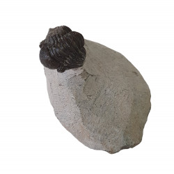 Gerastos marocensis