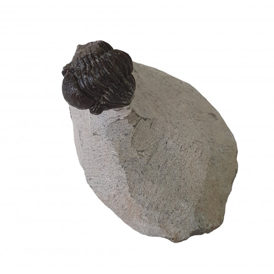 Gerastos marocensis