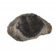 hollardops mesocristata