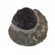hollardops mesocristata hollardops mesocristata