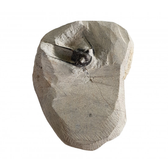 otarion difractus otarion difractus