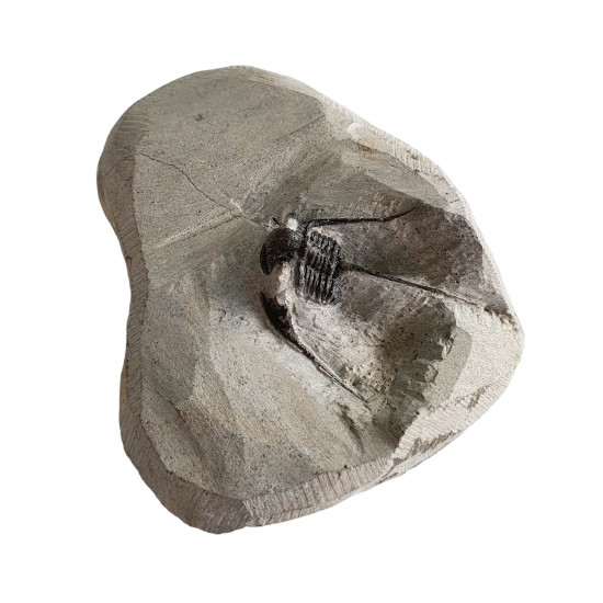 otarion difractus otarion difractus