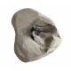 otarion difractus otarion difractus