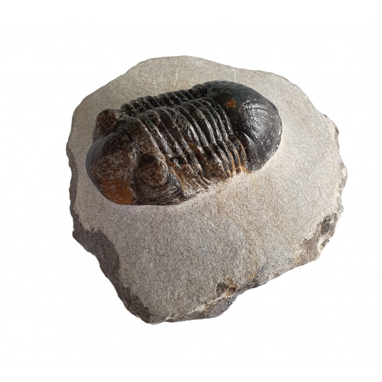 paralejurus spatuliformis paralejurus spatuliformis