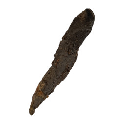Camarasaurus lentus dent avec racine