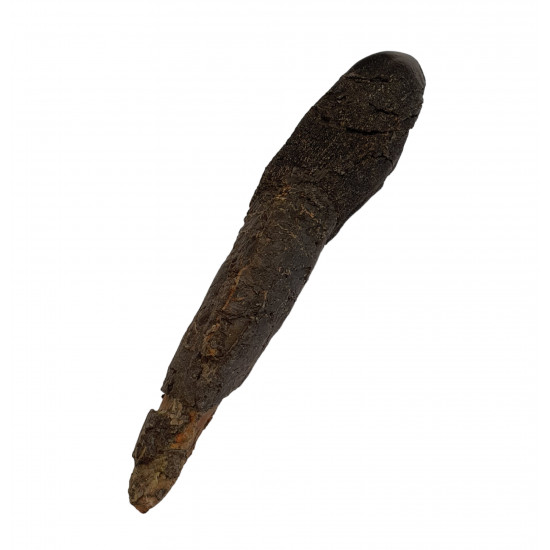 Camarasaurus lentus dent avec racine