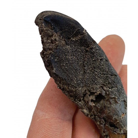 Camarasaurus lentus dent avec racine