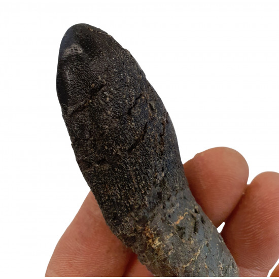 Camarasaurus lentus dent avec racine