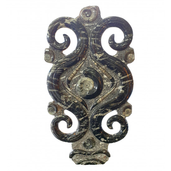 orthoceras and goniatite sculptur