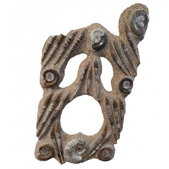 orthoceras and goniatite giant plate