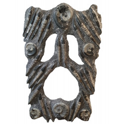 orthoceras and goniatite giant plate
