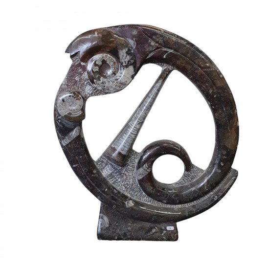 orthoceras and goniatite round sculptur