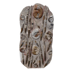 orthoceras and goniatite giant plate
