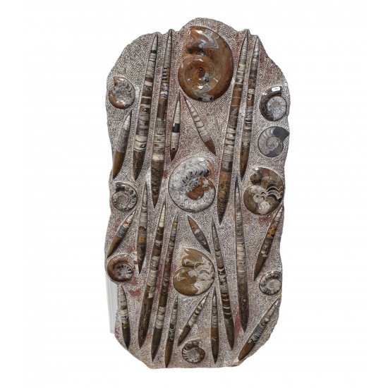 orthoceras and goniatite giant plate orthoceras and goniatite giant plate