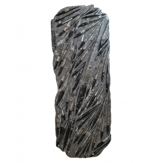 orthoceras giant plate