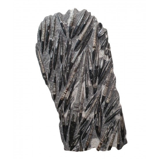 orthoceras giant plate