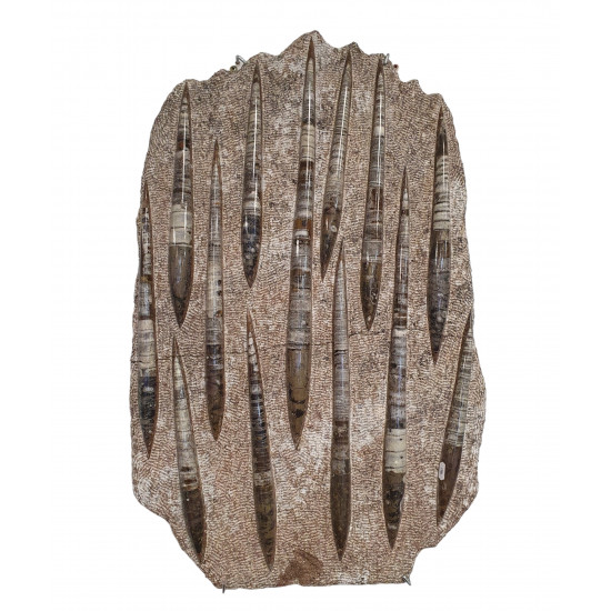 orthoceras giant plate