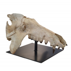 archaeotherium mortoni (skull)
