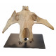 archaeotherium mortoni (skull)