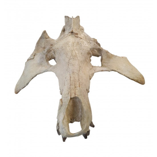 archaeotherium mortoni (skull)