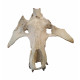 archaeotherium mortoni (skull)