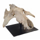 archaeotherium mortoni (skull)