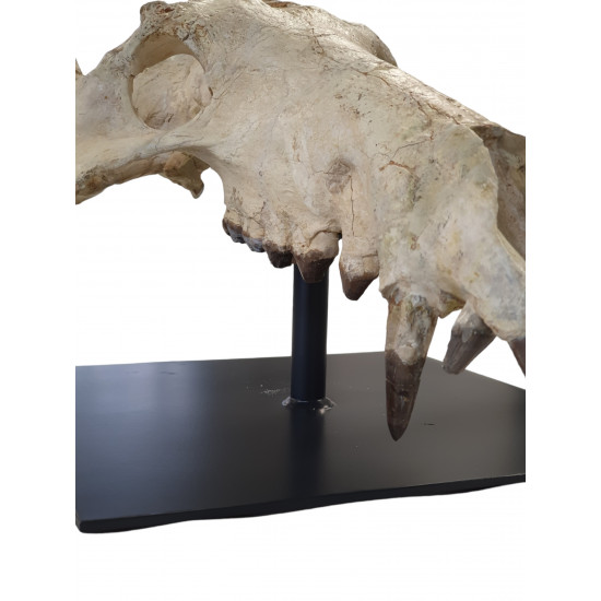 archaeotherium mortoni (skull)