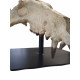 archaeotherium mortoni (skull)